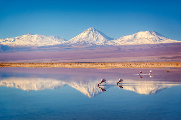 Snowy Licancabur volcano in Andes montains reflecting in the wate of Laguna Chaxa with Andean flamingos, Atacama salar, Chile