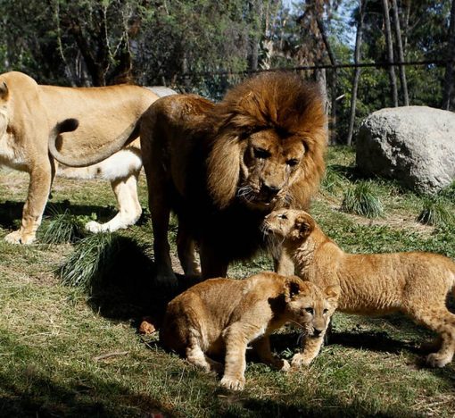 buin-zoo-chile-6